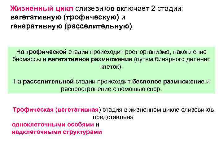 Жизненный цикл слизевиков включает 2 стадии: вегетативную (трофическую) и генеративную (расселительную) На трофической стадии