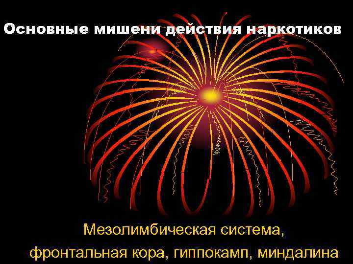 Основные мишени действия наркотиков Мезолимбическая система, фронтальная кора, гиппокамп, миндалина 