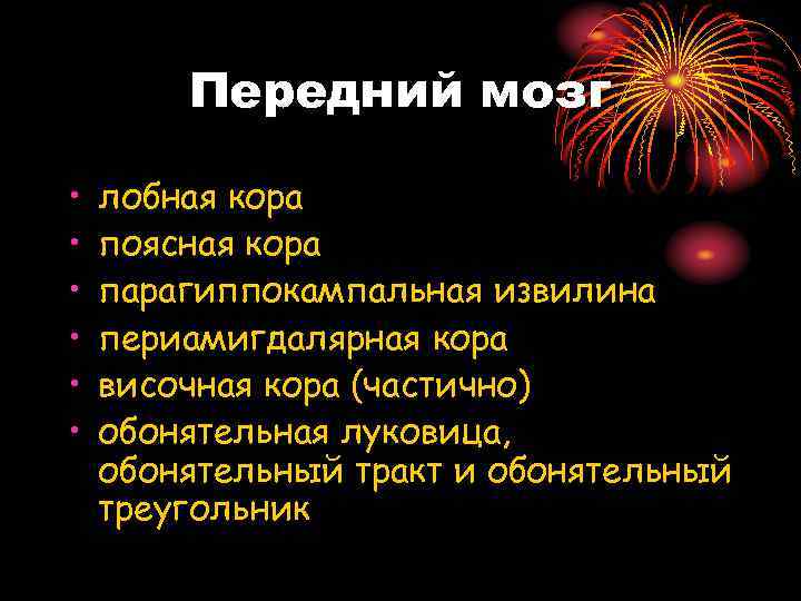 Передний мозг • • • лобная кора поясная кора парагиппокампальная извилина периамигдалярная кора височная