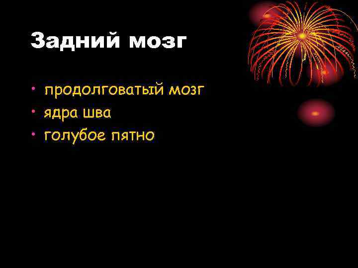 Задний мозг • продолговатый мозг • ядра шва • голубое пятно 