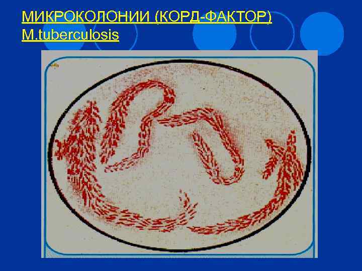 МИКРОКОЛОНИИ (КОРД-ФАКТОР) M. tuberculosis 