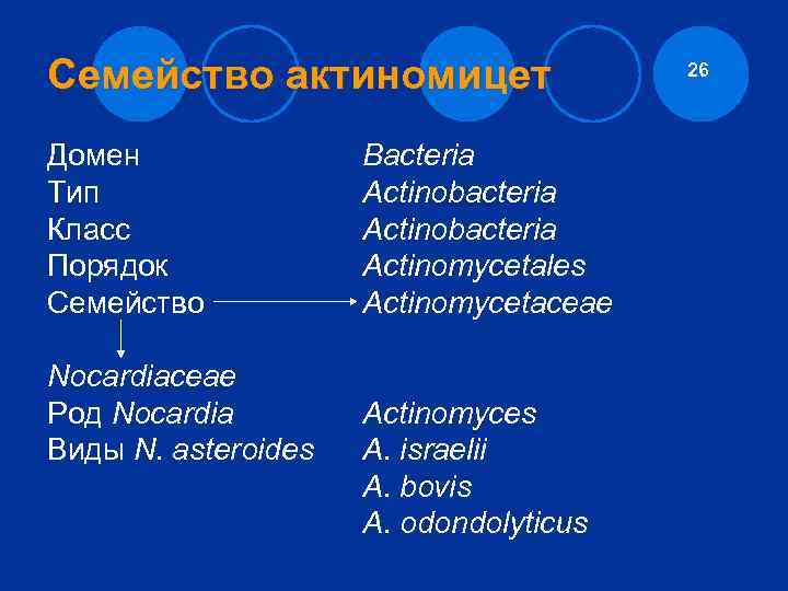 Семейство актиномицет Домен Тип Класс Порядок Семейство Nocardiaceae Род Nocardia Виды N. asteroides Bacteria