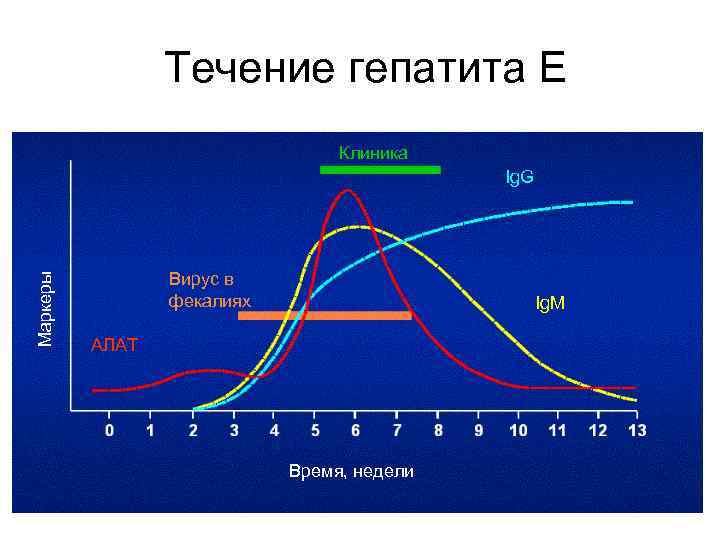 Течение гепатита Е Клиника Маркеры Ig. G Вирус в фекалиях Ig. M АЛАТ Время,