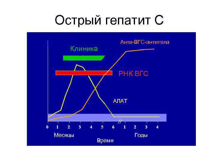 Острый гепатит С Анти-ВГС-антитела Клиника РНК ВГС АЛАТ Месяцы Время Годы 