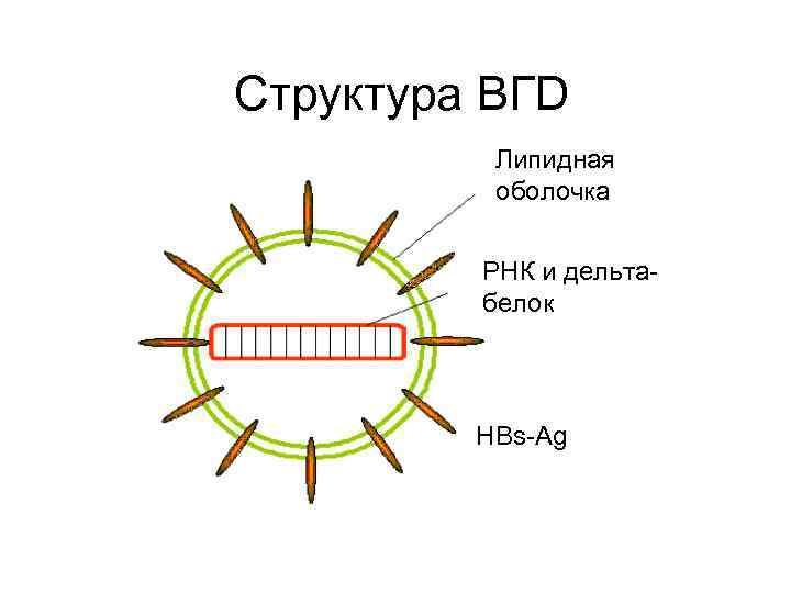 Структура ВГD Липидная оболочка РНК и дельтабелок HBs-Ag 