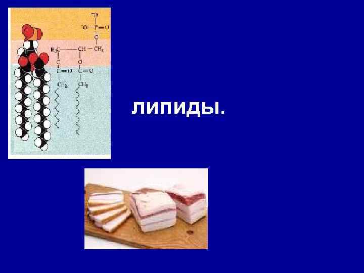 липиды. 
