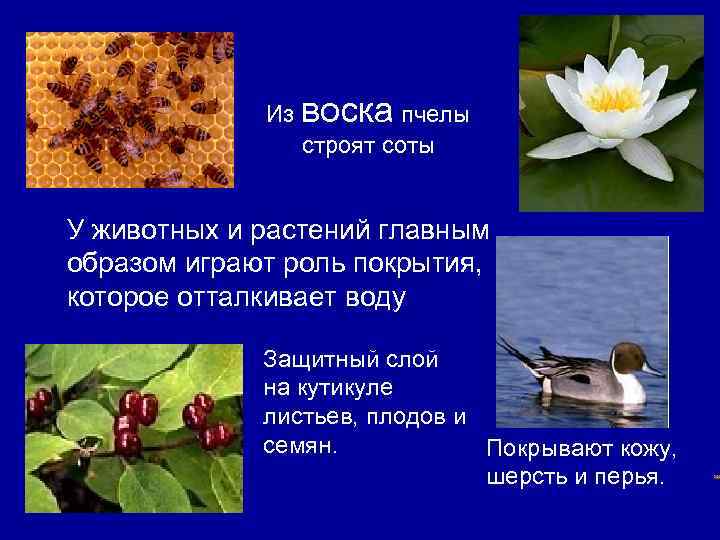 Воски Из воска пчелы строят соты У животных и растений главным образом играют роль