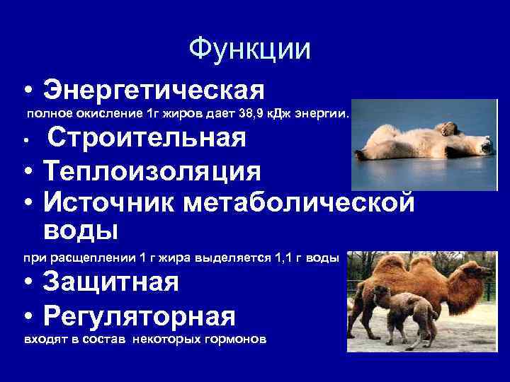 Функции • Энергетическая полное окисление 1 г жиров дает 38, 9 к. Дж энергии.