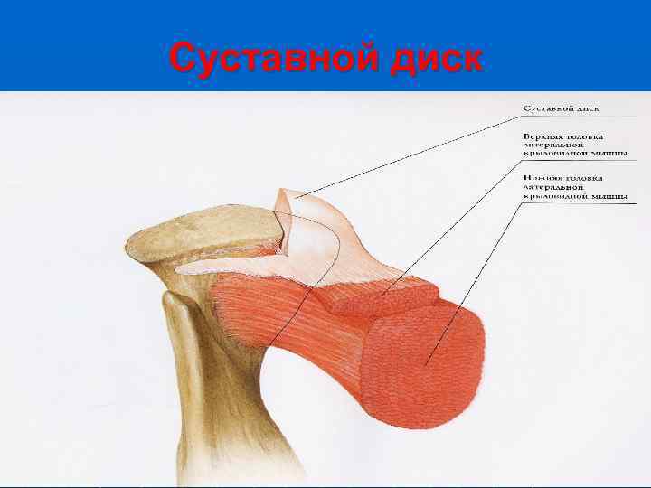 Суставной диск 