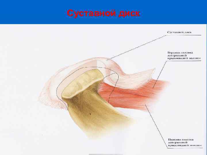 Суставной диск 