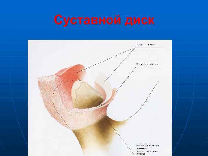 Суставной диск 