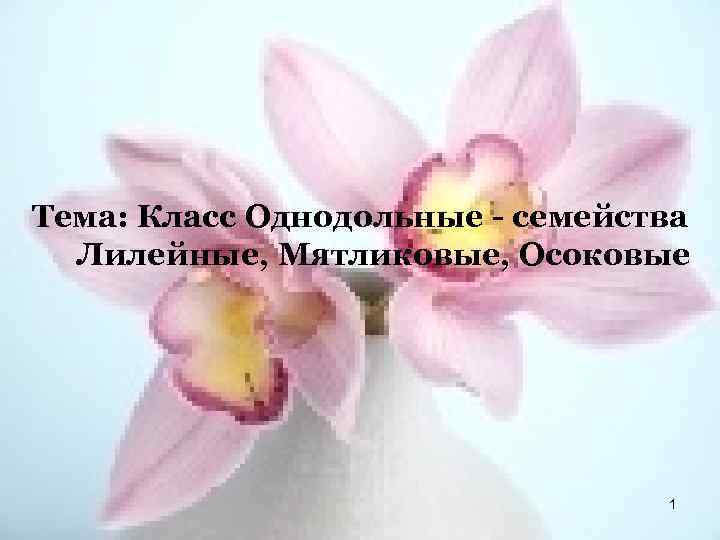 Тема: Класс Однодольные - семейства Лилейные, Мятликовые, Осоковые 1 