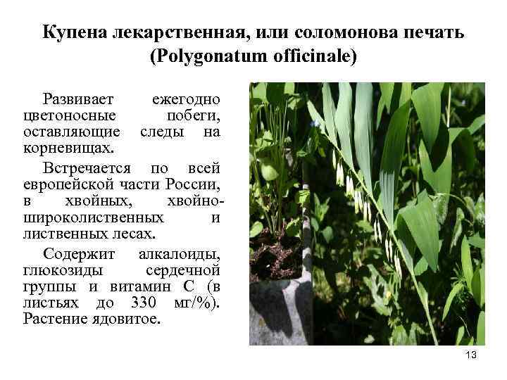 Купена фото растения и описание лечебные свойства и противопоказания