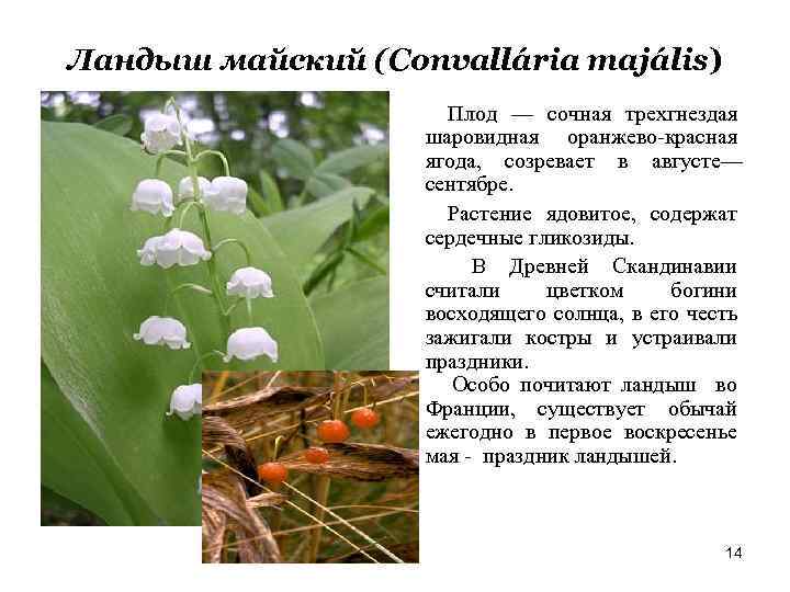 Ландыш майский (Convallária majális) Плод — сочная трехгнездая шаровидная оранжево-красная ягода, созревает в августе—