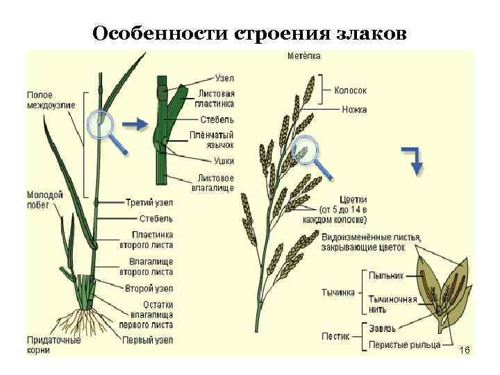 Семейство лилейные представители фото с названиями