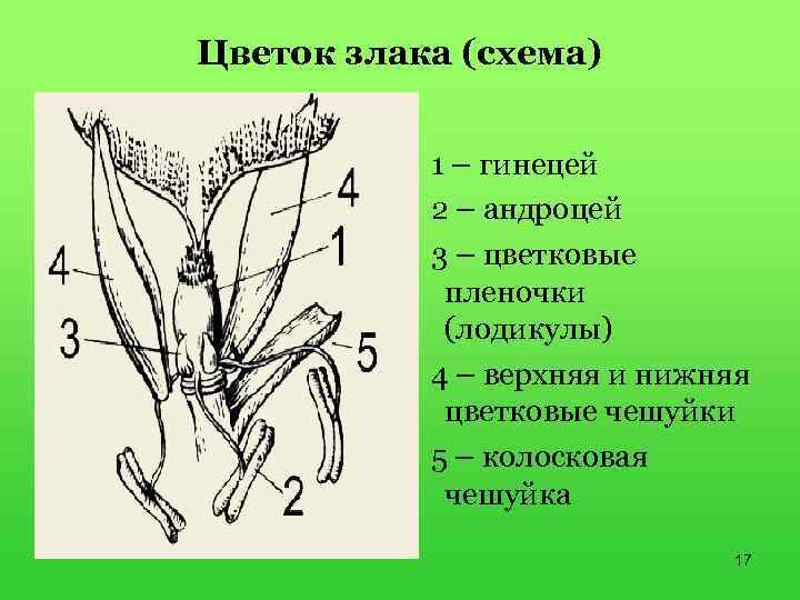 Цветок злака (схема) 1 – гинецей 2 – андроцей 3 – цветковые пленочки (лодикулы)