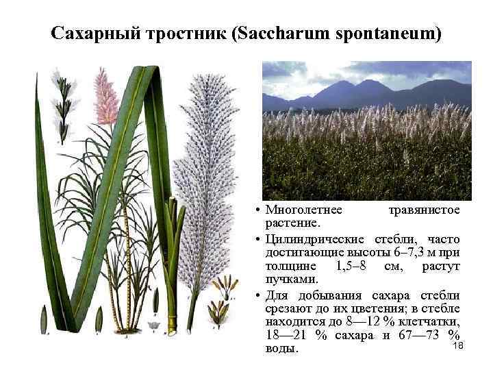 Семейство осоковые презентация