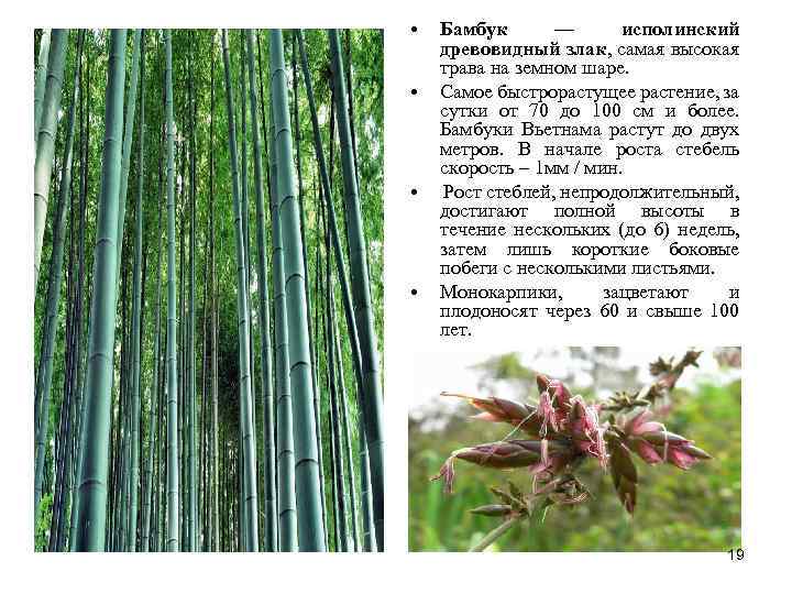  • • Бамбук — исполинский древовидный злак, самая высокая трава на земном шаре.