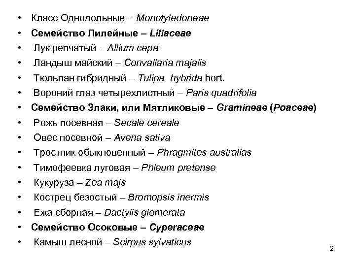  • • • • Класс Однодольные – Monotyledoneae Семейство Лилейные – Liliaceae Лук
