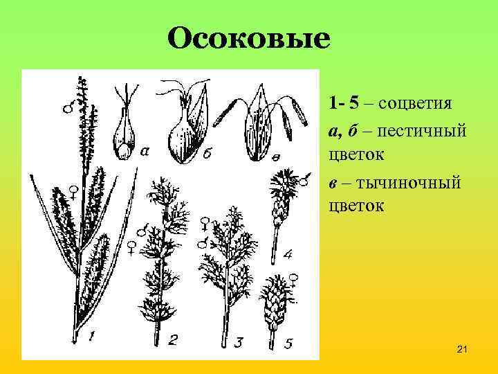 Семейство осоковые презентация