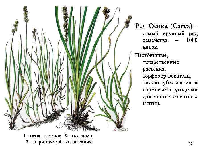 Род Осока (Carex) – самый крупный род семейства – 1000 видов. Пастбищные, лекарственные растения,