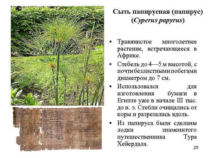 Сыть папирусная (папирус) (Cyperus papyrus) • Травянистое многолетнее растение, встречающееся в Африке. • Стебель