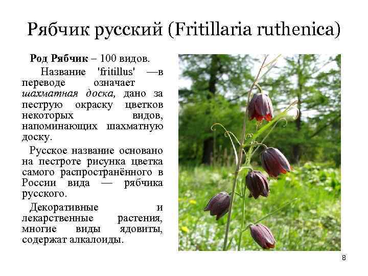 Рябчик русский (Fritillaria ruthenica) Род Рябчик – 100 видов. Название 'fritillus' —в переводе означает