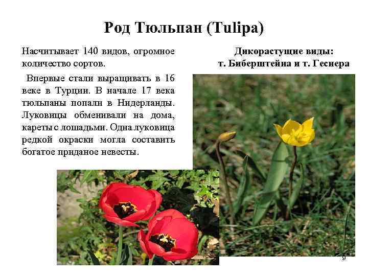 Род Тюльпан (Tulipa) Насчитывает 140 видов, огромное количество сортов. Впервые стали выращивать в 16