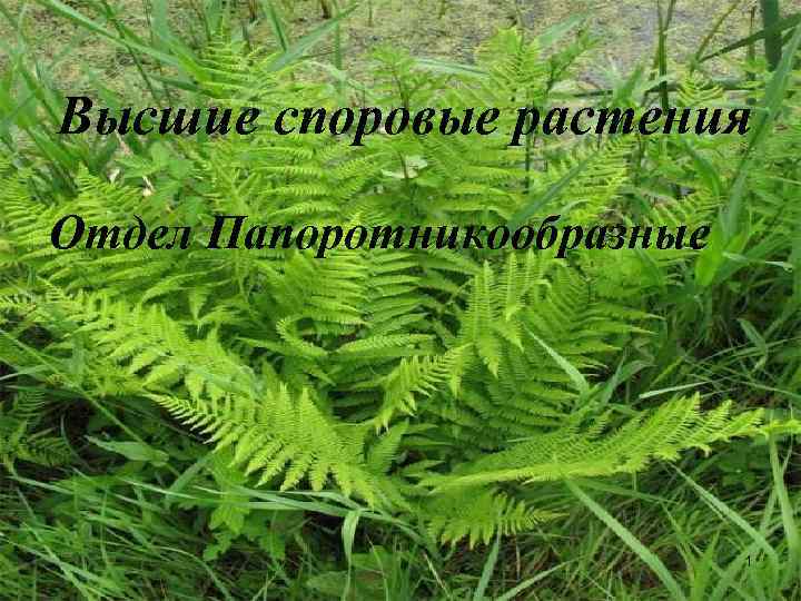Высшие споровые растения Отдел Папоротникообразные 1 