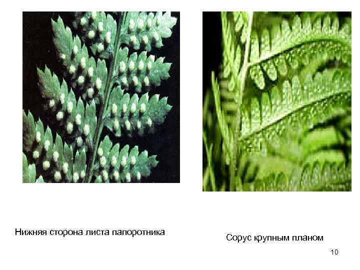 Папоротникообразные органы растения