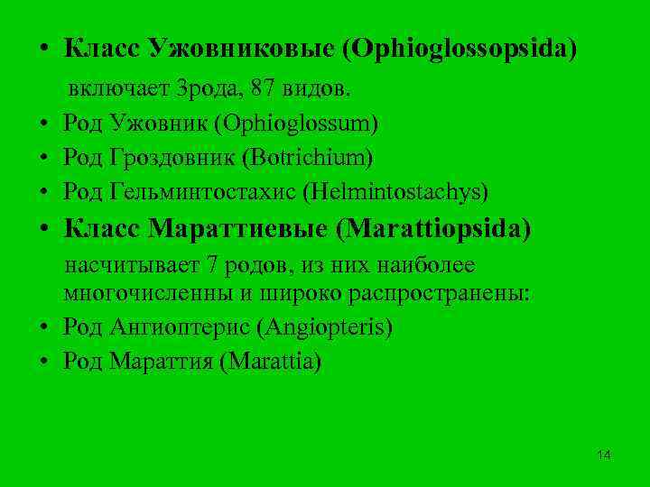  • Класс Ужовниковые (Ophioglossopsida) включает 3 рода, 87 видов. • Род Ужовник (Ophioglossum)