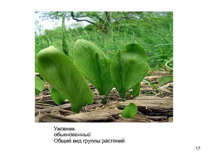 Ужовник обыкновенный. Общий вид группы растений. 17 