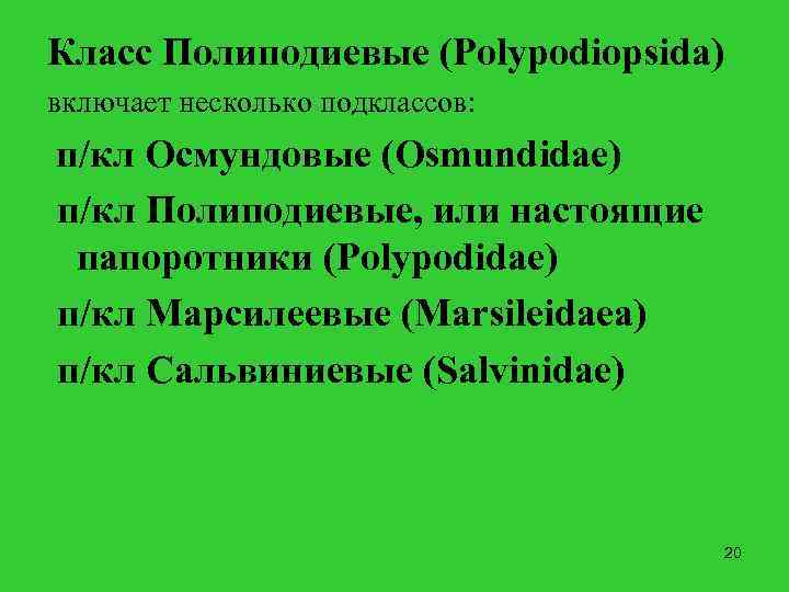 Класс Полиподиевые (Polypodiopsida) включает несколько подклассов: п/кл Осмундовые (Osmundidae) п/кл Полиподиевые, или настоящие папоротники