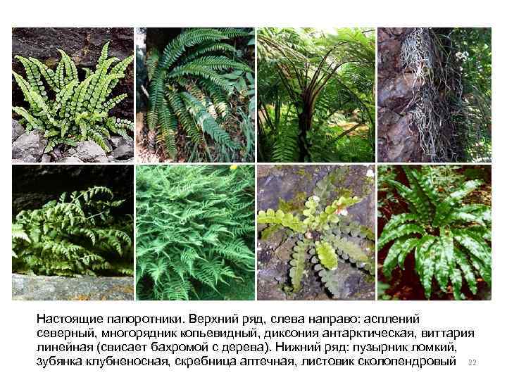 Настоящие папоротники. Верхний ряд, слева направо: асплений северный, многорядник копьевидный, диксония антарктическая, виттария линейная