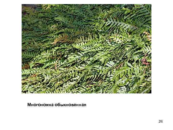 Многоножка обыкновенная— 26 