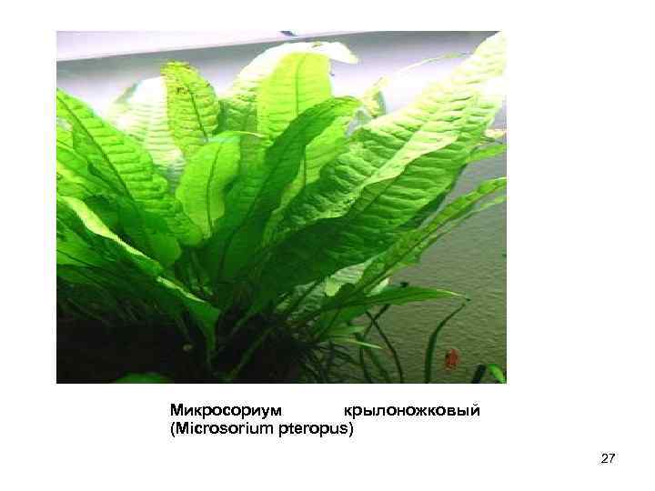 Микросориум крылоножковый (Microsorium pteropus) 27 