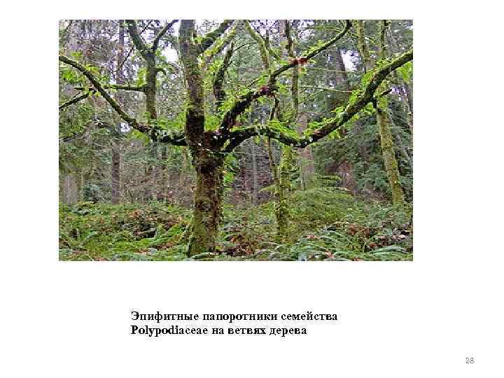 Эпифитные папоротники семейства Polypodiaceae на ветвях дерева 28 