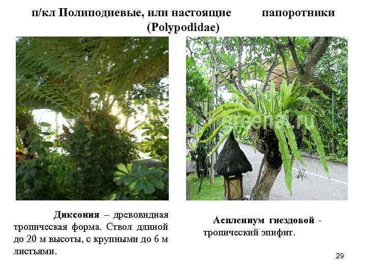 п/кл Полиподиевые, или настоящие (Polypodidae) Диксония – древовидная тропическая форма. Ствол длиной до 20