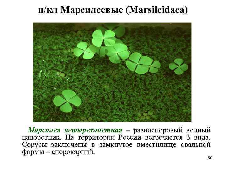 п/кл Марсилеевые (Marsileidaea) Марсилея четырехлистная – разноспоровый водный папоротник. На территории России встречается 3