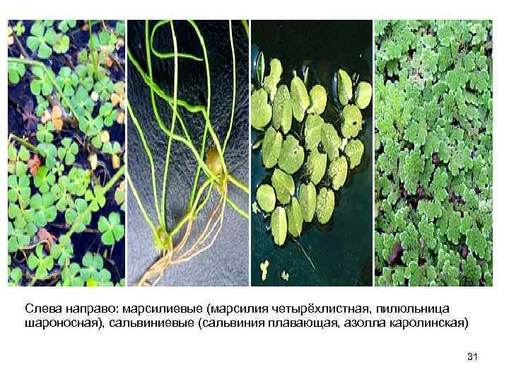 Слева направо: марсилиевые (марсилия четырёхлистная, пилюльница шароносная), сальвиниевые (сальвиния плавающая, азолла каролинская) 31 