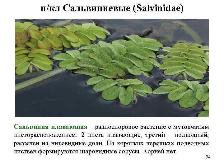 Листья водных растений имеют. Сальвиния плавающая надводные листья. Сальвиния аквариумное растение. Папоротник Сальвиния строение. Сальвиния плавающая стебель.