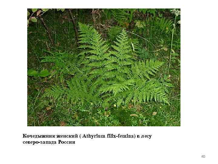 Кочедыжник женский ( Athyrium filix-femina) в лесу северо-запада России 40 