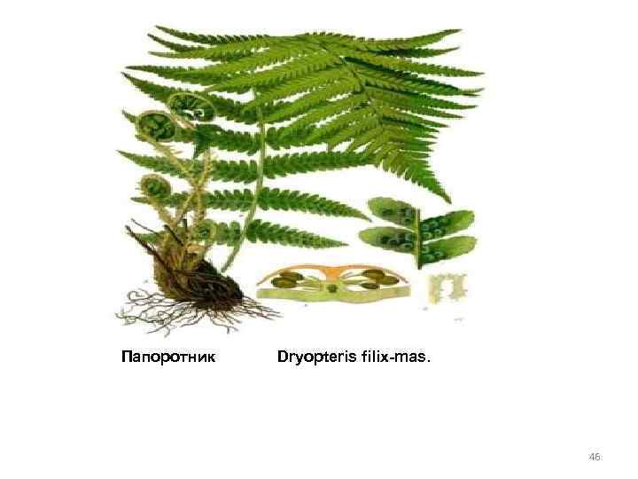 Папоротник Dryopteris filix-mas. 46 