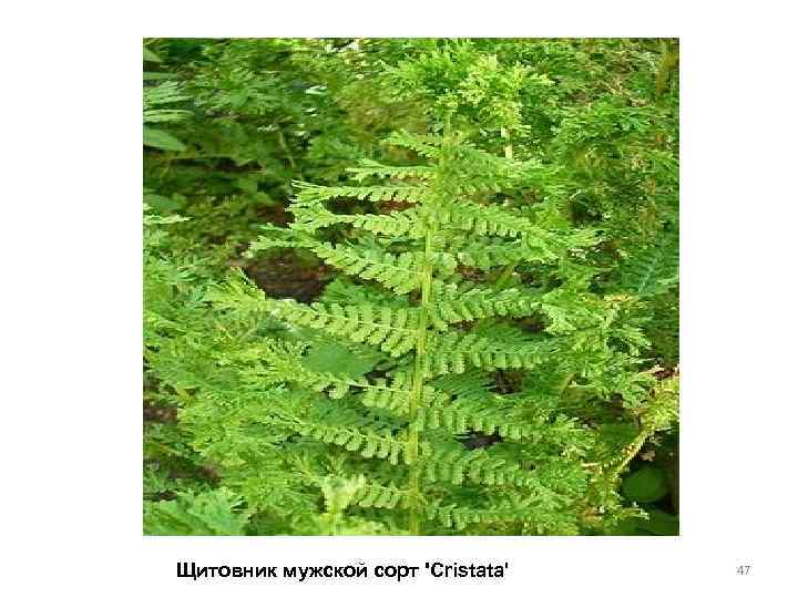 Щитовник мужской сорт 'Cristata' 47 