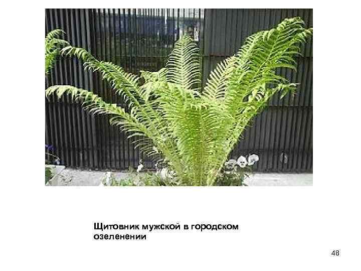 Щитовник мужской в городском озеленении 48 