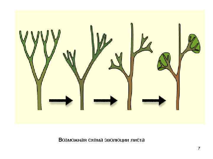 Возможная схема эволюции листа 7 