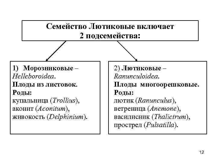 Семейство Лютиковых Фото И Названия Все Виды