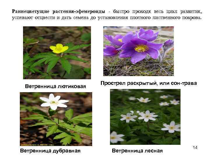 Раннецветущие растения-эфемероиды - быстро проходя весь цикл развития, успевают отцвести и дать семена до