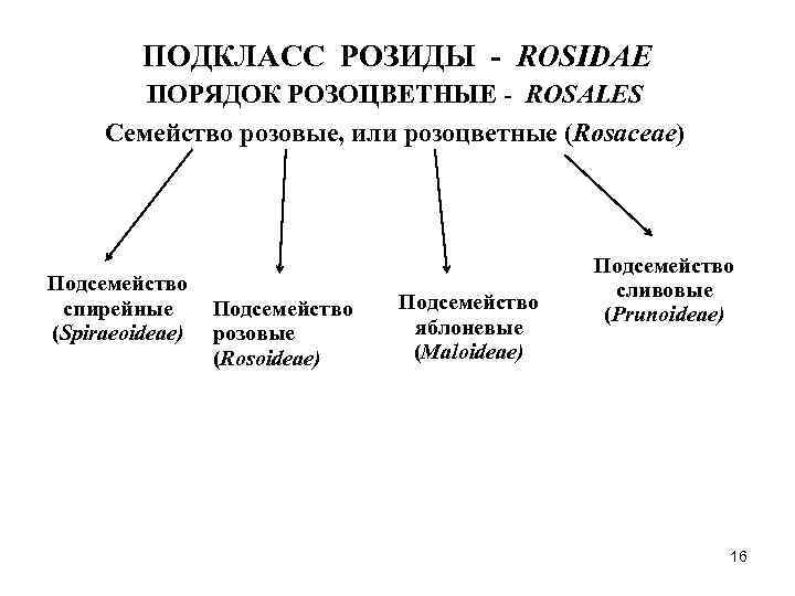 ПОДКЛАСС РОЗИДЫ - ROSIDAE ПОРЯДОК РОЗОЦВЕТНЫЕ - ROSALES Семейство розовые, или розоцветные (Rosaceae) Подсемейство