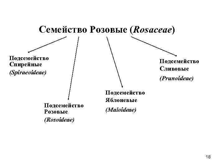 Семейство Розовые (Rosaceae) Подсемейство Спирейные (Spiraeoideae) Подсемейство Розовые (Rosoideae) Подсемейство Сливовые (Prunoideae) Подсемейство Яблоневые